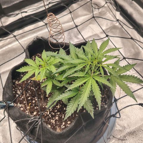 Zkittlez OG Auto growlog timeline photo