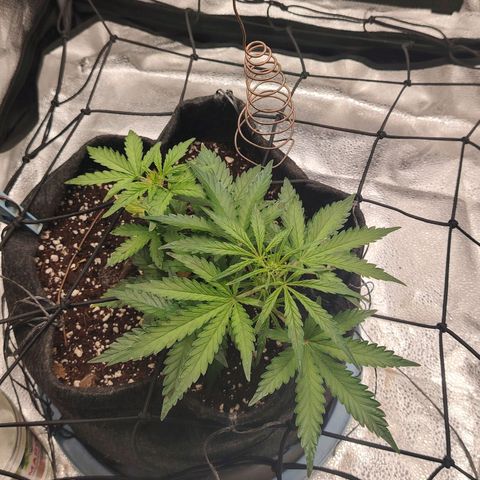 Zkittlez OG Auto growlog timeline photo
