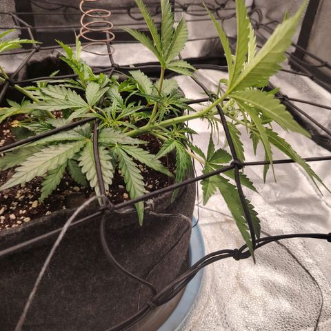 Zkittlez OG Auto growlog timeline photo
