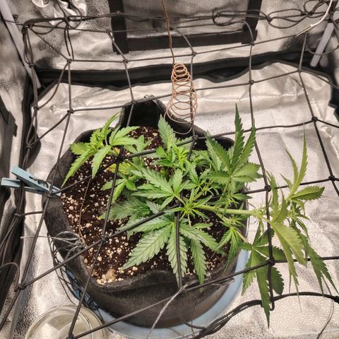 Zkittlez OG Auto growlog timeline photo