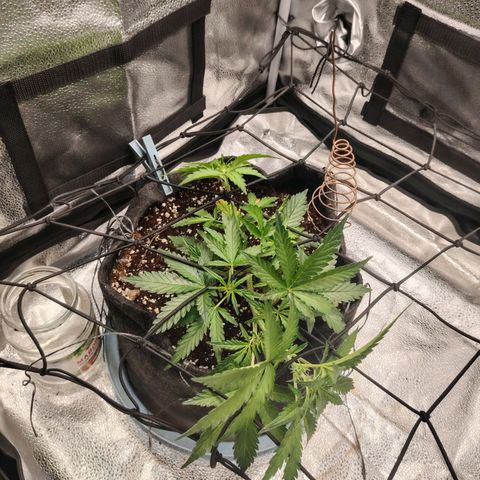 Zkittlez OG Auto growlog timeline photo