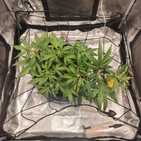 Zkittlez OG Auto growlog timeline photo