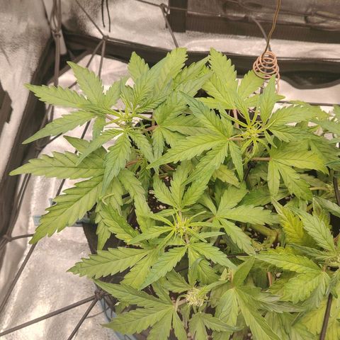 Zkittlez OG Auto growlog timeline photo