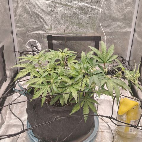 Zkittlez OG Auto growlog timeline photo