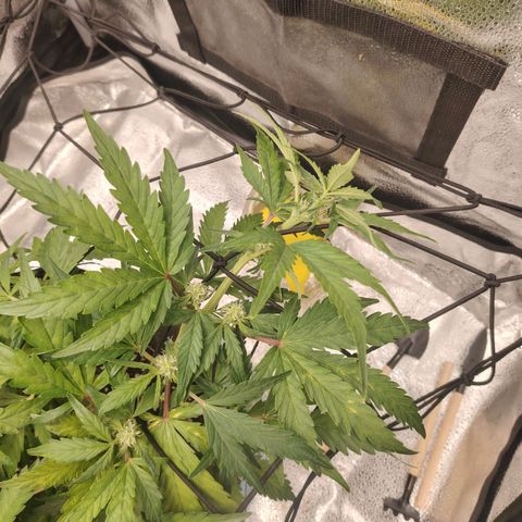 Zkittlez OG Auto growlog timeline photo