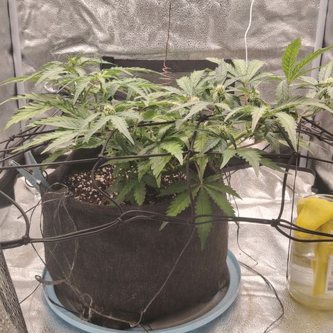 Zkittlez OG Auto growlog timeline photo