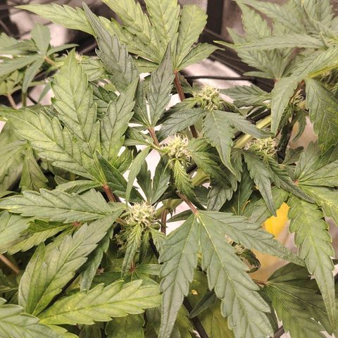 Zkittlez OG Auto growlog timeline photo