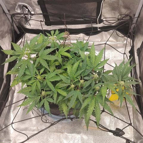 Zkittlez OG Auto growlog timeline photo