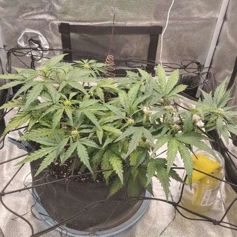 Zkittlez OG Auto growlog timeline photo