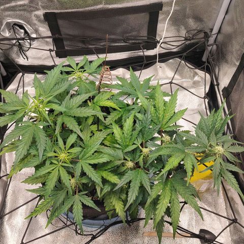 Zkittlez OG Auto growlog timeline photo