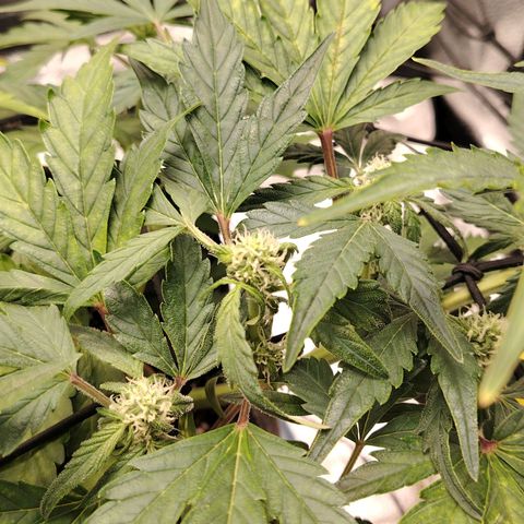 Zkittlez OG Auto growlog timeline photo