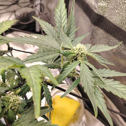 Zkittlez OG Auto growlog timeline photo