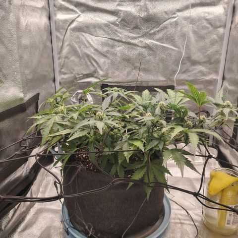Zkittlez OG Auto growlog timeline photo