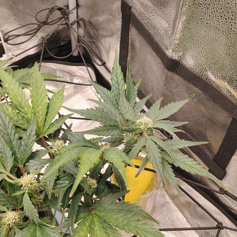 Zkittlez OG Auto growlog timeline photo