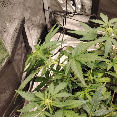 Zkittlez OG Auto growlog timeline photo