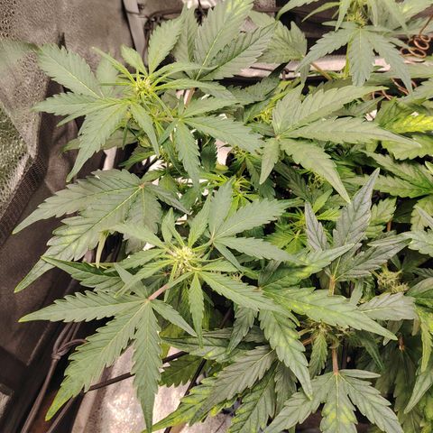 Zkittlez OG Auto growlog timeline photo