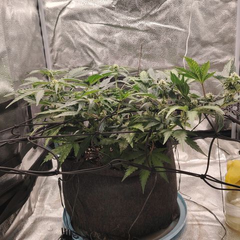 Zkittlez OG Auto growlog timeline photo