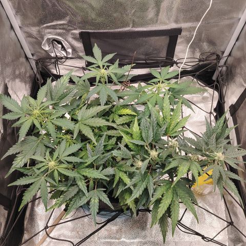 Zkittlez OG Auto growlog timeline photo