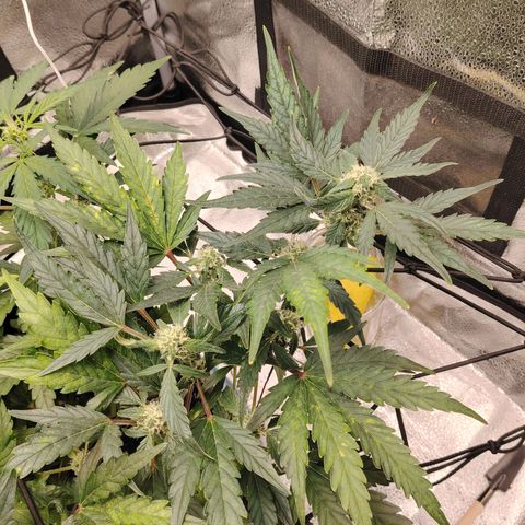 Zkittlez OG Auto growlog timeline photo