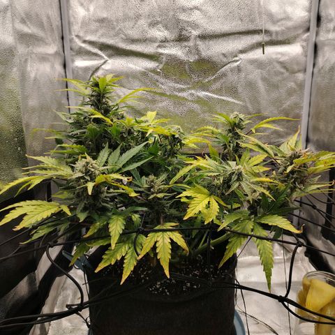 Zkittlez OG Auto growlog timeline photo
