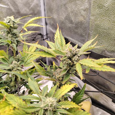 Zkittlez OG Auto growlog timeline photo