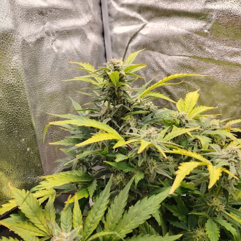 Zkittlez OG Auto growlog timeline photo