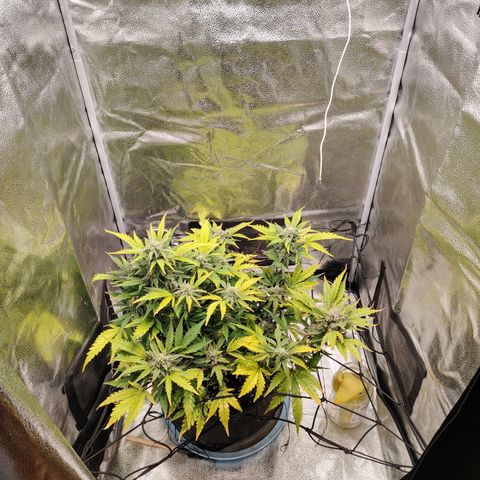 Zkittlez OG Auto growlog timeline photo