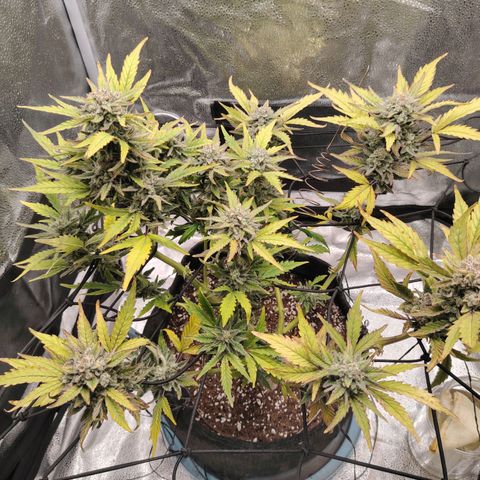 Zkittlez OG Auto growlog timeline photo