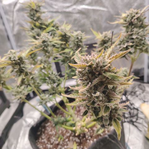 Zkittlez OG Auto growlog timeline photo