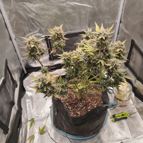 Zkittlez OG Auto growlog timeline photo