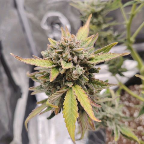 Zkittlez OG Auto growlog timeline photo