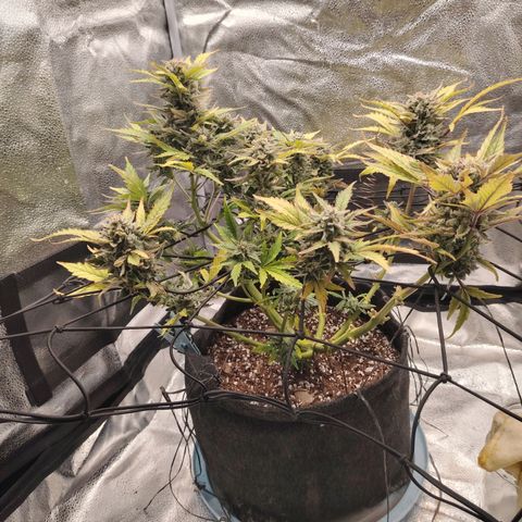 Zkittlez OG Auto growlog timeline photo