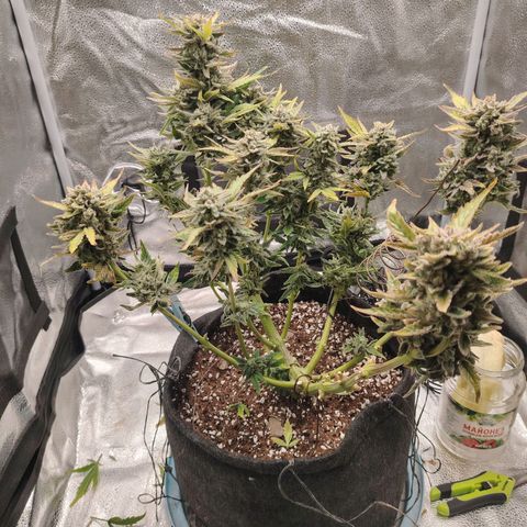 Zkittlez OG Auto growlog timeline photo
