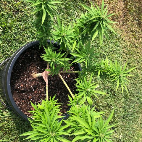 Indica growlog timeline photo