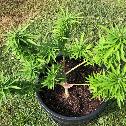 Indica growlog timeline photo