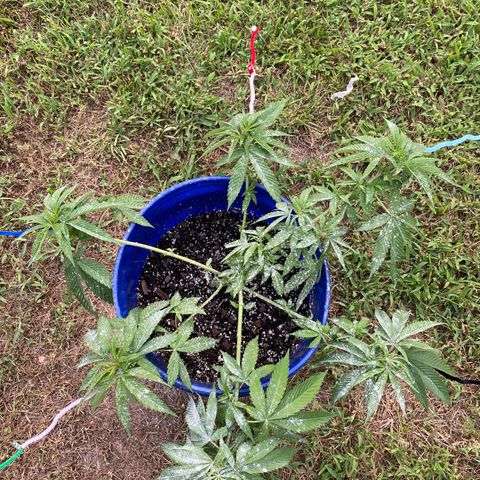 Indica growlog photo: Training