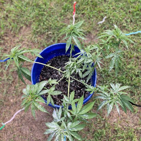 Indica growlog photo: Training 
