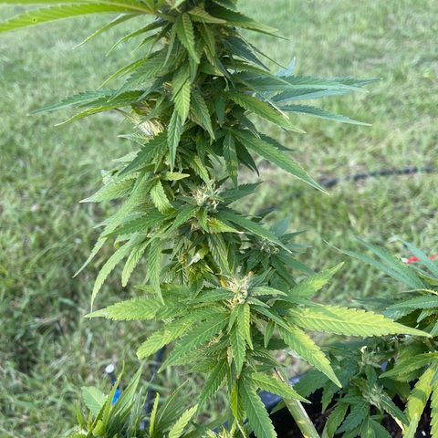 Indica growlog timeline photo