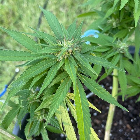 Indica growlog timeline photo