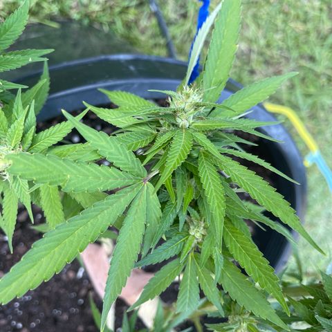 Indica growlog timeline photo