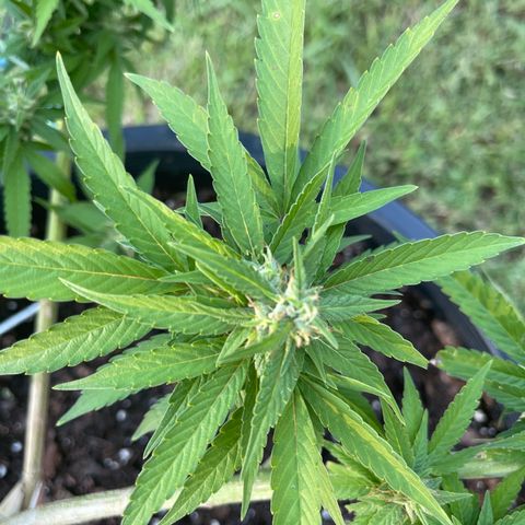 Indica growlog timeline photo