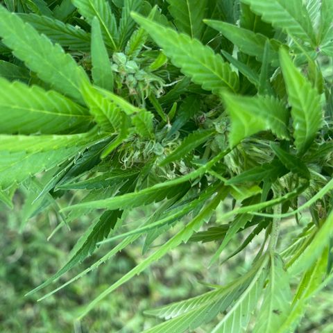 Indica growlog timeline photo