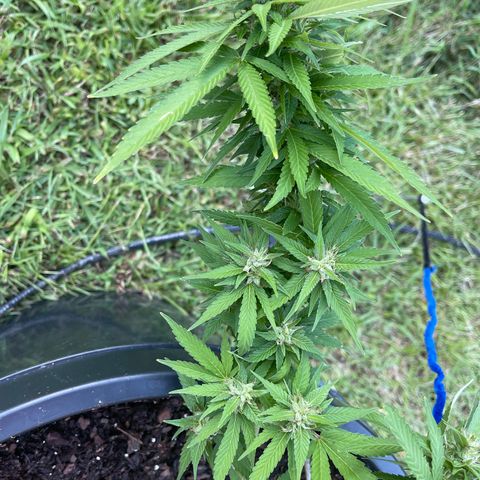 Indica growlog timeline photo