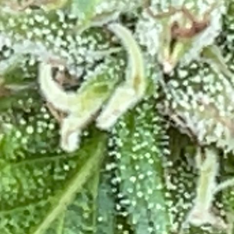 Indica growlog photo: Late flower