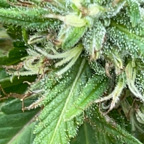 Indica growlog photo: Late flower