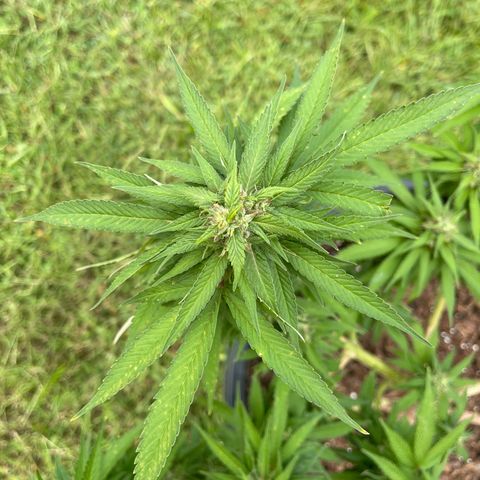 Indica growlog photo: Late flower