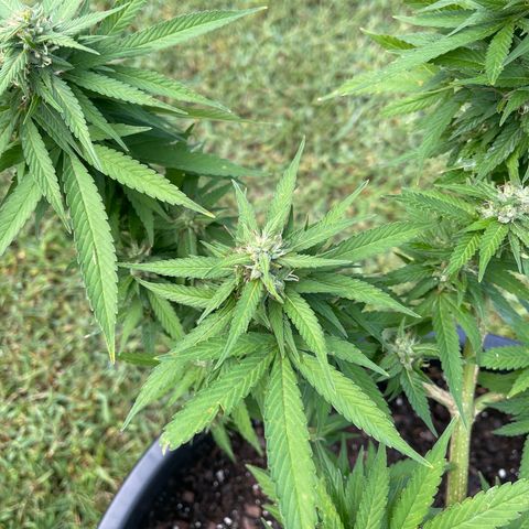Indica growlog photo: Late flower