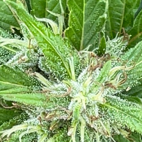 Indica growlog photo: Late flower