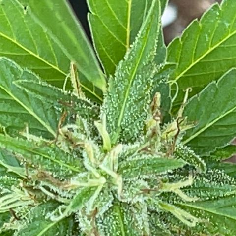 Indica growlog photo: Late flower