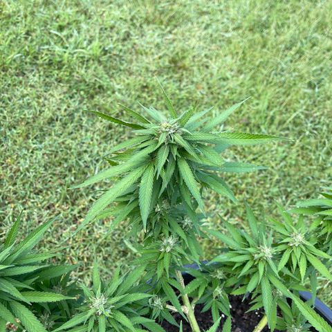 Indica growlog photo: Late flower